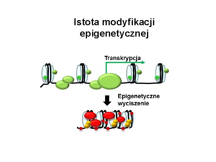 Istota modyfikacji epigenetycznej 