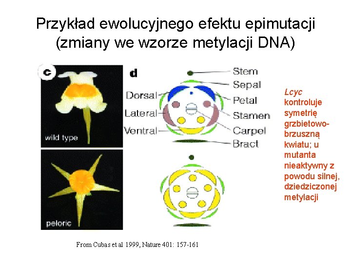 Przykład ewolucyjnego efektu epimutacji (zmiany we wzorze metylacji DNA) Lcyc kontroluje symetrię grzbietowobrzuszną kwiatu;