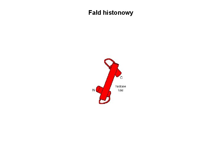 Fałd histonowy 