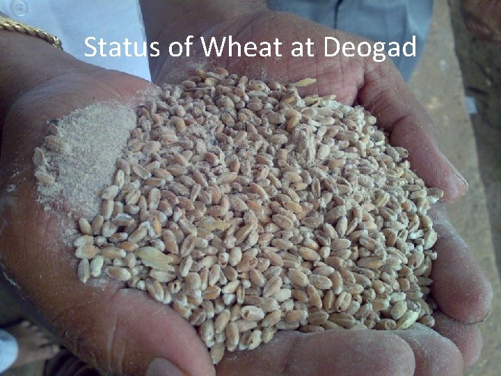 Status of Wheat at Deogad 