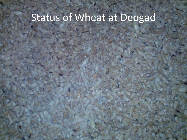 Status of Wheat at Deogad 