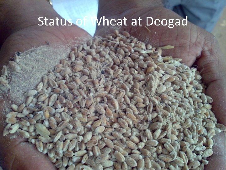 Status of Wheat at Deogad 
