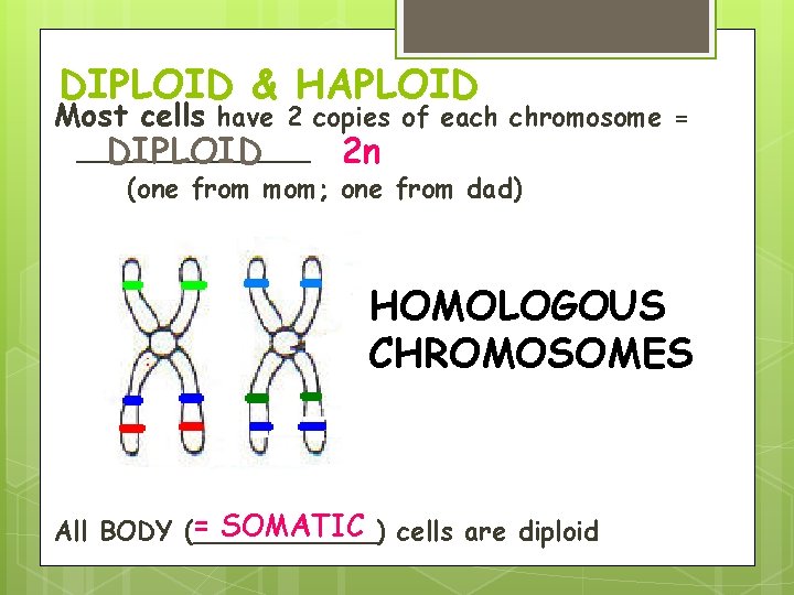 DIPLOID & HAPLOID Most cells have 2 copies of each chromosome = _______ DIPLOID DIPLOID & HAPLOID Most cells have 2 copies of each chromosome = _______ DIPLOID