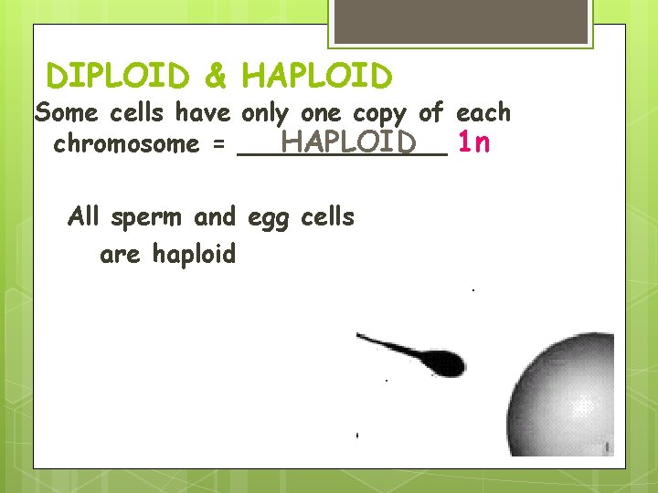 DIPLOID & HAPLOID Some cells have only one copy of each chromosome = _______ DIPLOID & HAPLOID Some cells have only one copy of each chromosome = _______