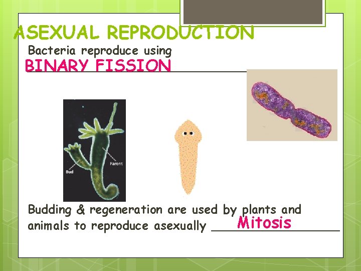 ASEXUAL REPRODUCTION Bacteria reproduce using _________________ BINARY FISSION Budding & regeneration are used by ASEXUAL REPRODUCTION Bacteria reproduce using _________________ BINARY FISSION Budding & regeneration are used by