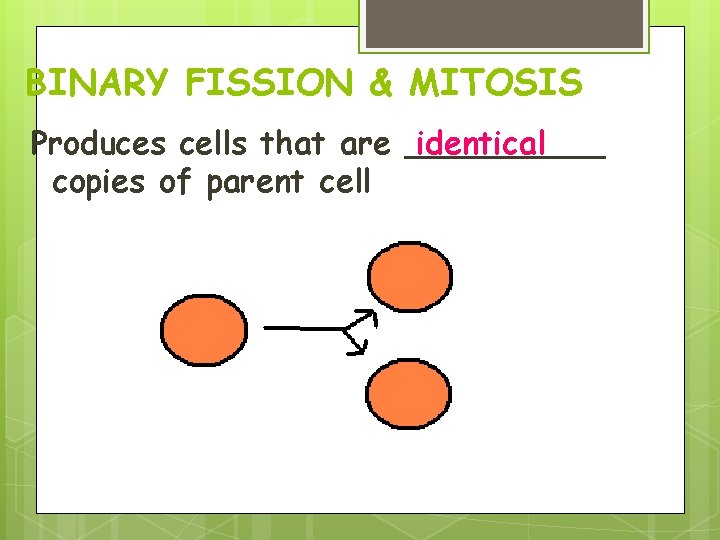 BINARY FISSION & MITOSIS Produces cells that are _____ identical copies of parent cell BINARY FISSION & MITOSIS Produces cells that are _____ identical copies of parent cell