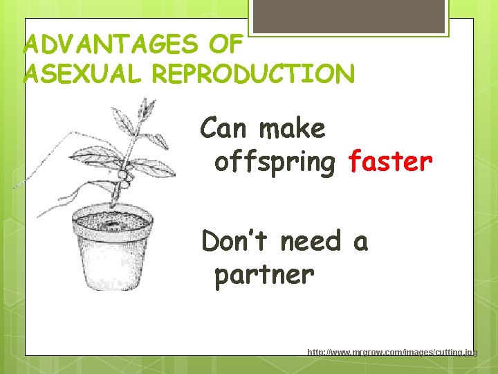 ADVANTAGES OF ASEXUAL REPRODUCTION Can make offspring faster Don’t need a partner http: //www. ADVANTAGES OF ASEXUAL REPRODUCTION Can make offspring faster Don’t need a partner http: //www.