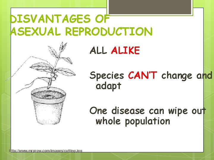 DISVANTAGES OF ASEXUAL REPRODUCTION ALL ALIKE Species CAN’T change and adapt One disease can DISVANTAGES OF ASEXUAL REPRODUCTION ALL ALIKE Species CAN’T change and adapt One disease can