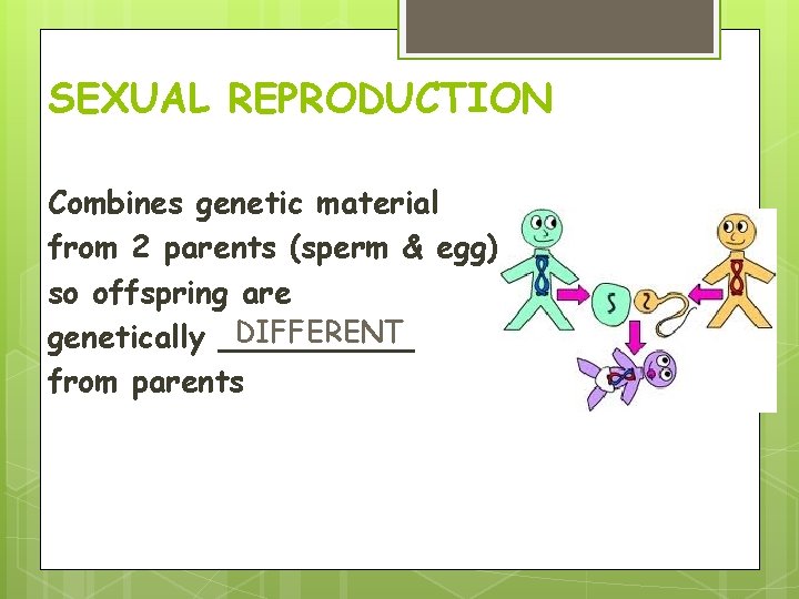 SEXUAL REPRODUCTION Combines genetic material from 2 parents (sperm & egg) so offspring are SEXUAL REPRODUCTION Combines genetic material from 2 parents (sperm & egg) so offspring are