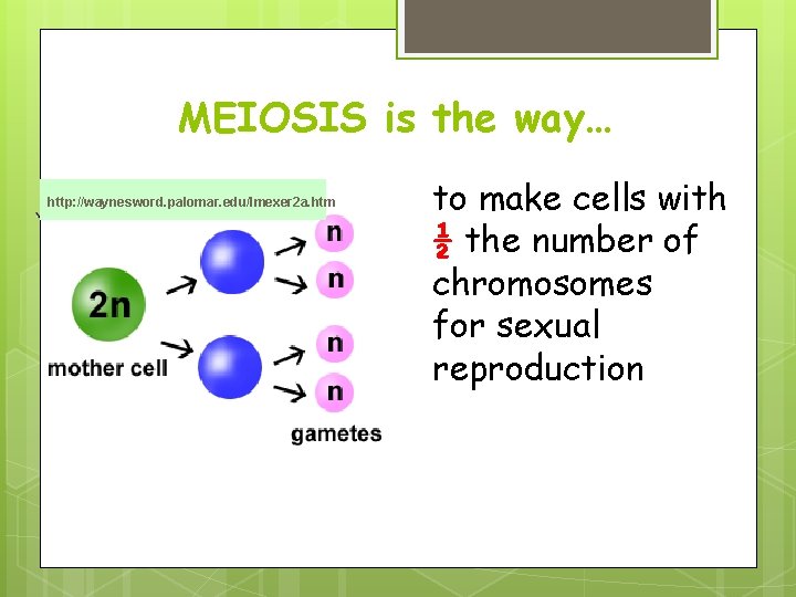 MEIOSIS is the way… http: //waynesword. palomar. edu/lmexer 2 a. htm to make cells MEIOSIS is the way… http: //waynesword. palomar. edu/lmexer 2 a. htm to make cells