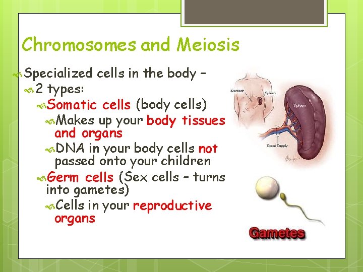 Chromosomes and Meiosis Specialized 2 cells in the body – types: Somatic cells (body Chromosomes and Meiosis Specialized 2 cells in the body – types: Somatic cells (body