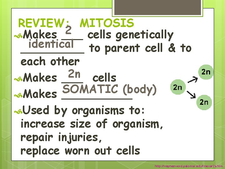 REVIEW: MITOSIS 2 cells genetically Makes ___ identical _____ to parent cell & to REVIEW: MITOSIS 2 cells genetically Makes ___ identical _____ to parent cell & to