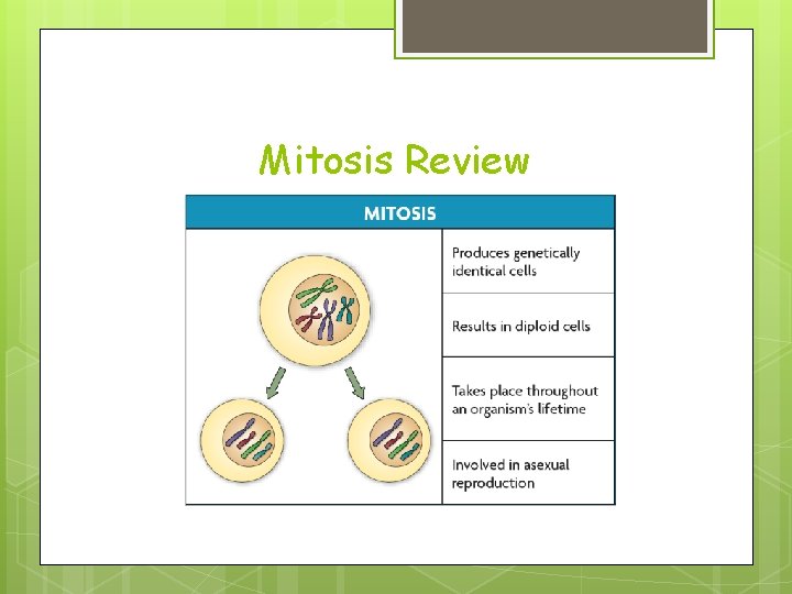 Mitosis Review Mitosis Review