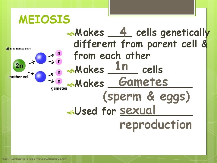 MEIOSIS ____ 4 cells genetically different from parent cell & from each other 1 MEIOSIS ____ 4 cells genetically different from parent cell & from each other 1