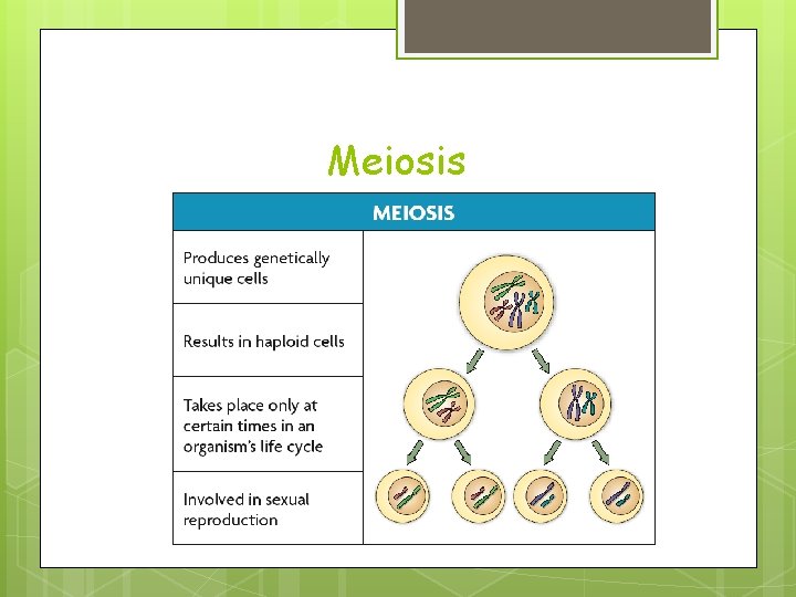 Meiosis Meiosis