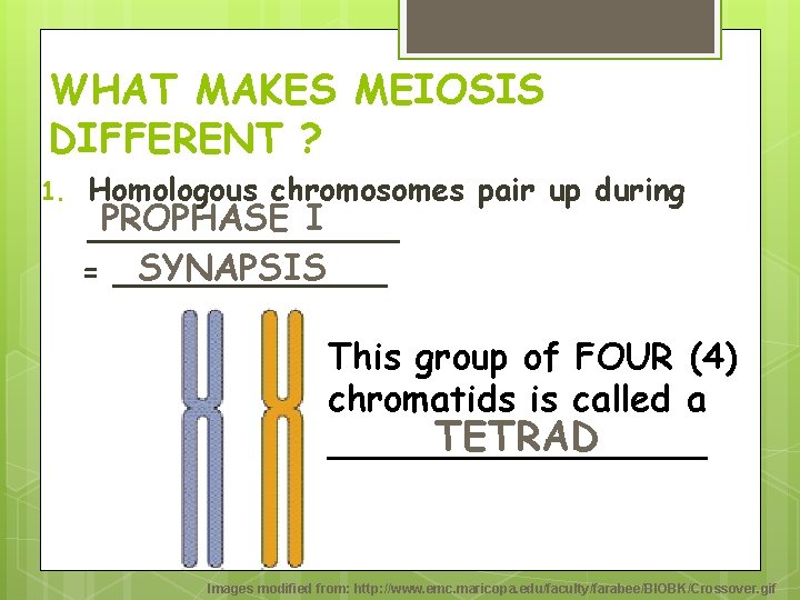WHAT MAKES MEIOSIS DIFFERENT ? 1. Homologous chromosomes pair up during PROPHASE I ________ WHAT MAKES MEIOSIS DIFFERENT ? 1. Homologous chromosomes pair up during PROPHASE I ________