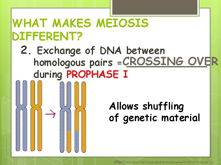 WHAT MAKES MEIOSIS DIFFERENT? 2. Exchange of DNA between OVER homologous pairs =CROSSING _______ WHAT MAKES MEIOSIS DIFFERENT? 2. Exchange of DNA between OVER homologous pairs =CROSSING _______