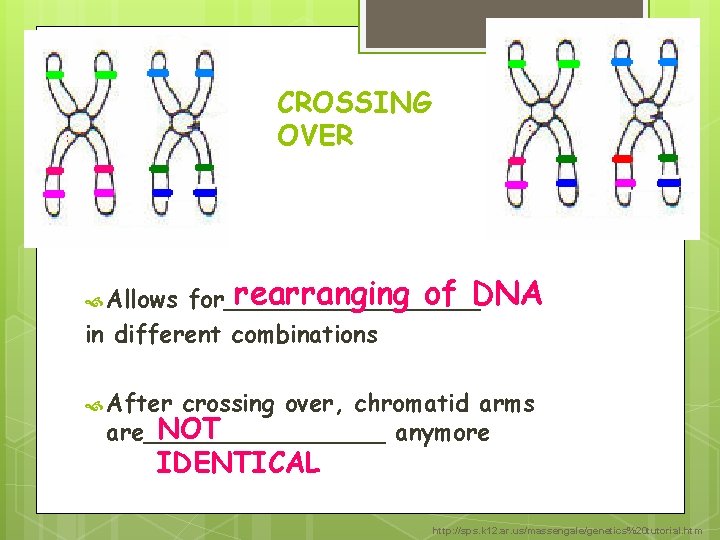 CROSSING OVER rearranging of DNA for_________ in different combinations Allows After crossing over, chromatid CROSSING OVER rearranging of DNA for_________ in different combinations Allows After crossing over, chromatid
