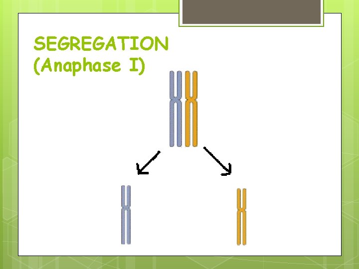 SEGREGATION (Anaphase I) SEGREGATION (Anaphase I)
