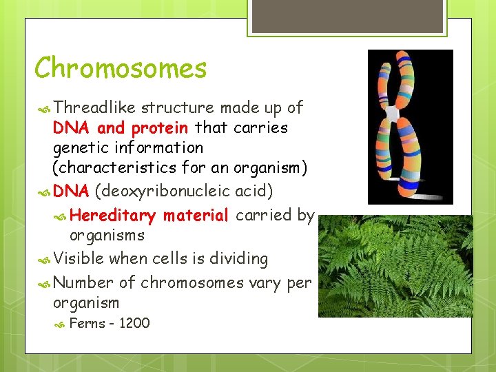 Chromosomes Threadlike structure made up of DNA and protein that carries genetic information (characteristics Chromosomes Threadlike structure made up of DNA and protein that carries genetic information (characteristics