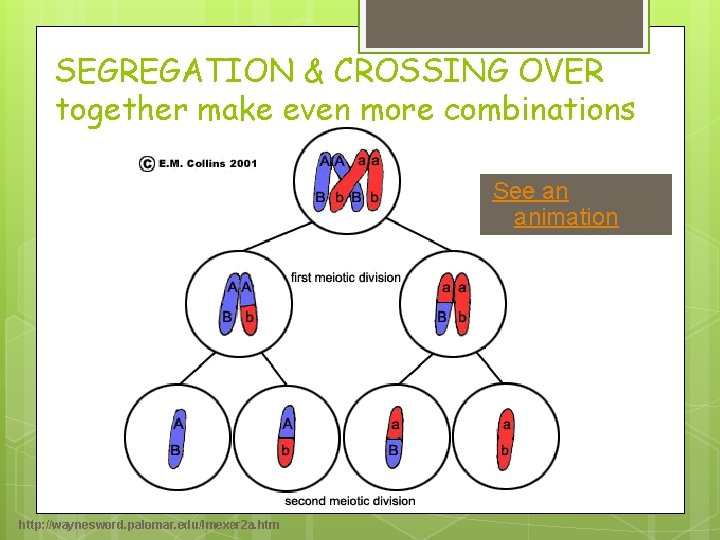SEGREGATION & CROSSING OVER together make even more combinations See an animation http: //waynesword. SEGREGATION & CROSSING OVER together make even more combinations See an animation http: //waynesword.