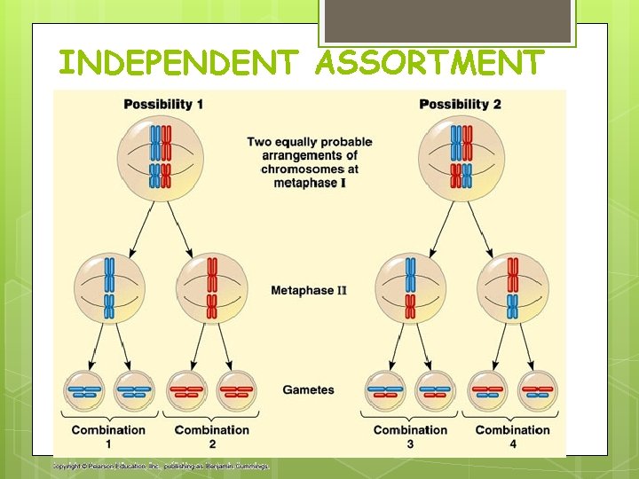 INDEPENDENT ASSORTMENT INDEPENDENT ASSORTMENT