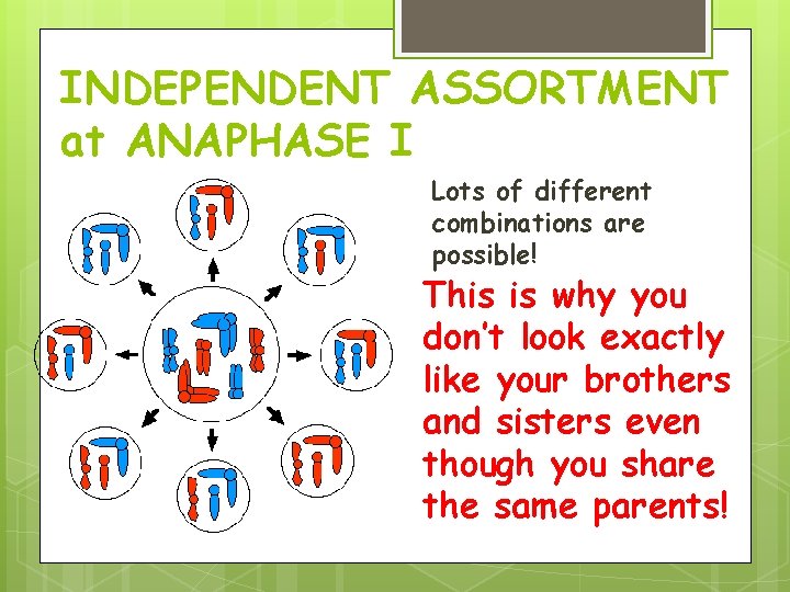 INDEPENDENT ASSORTMENT at ANAPHASE I Lots of different combinations are possible! This is why INDEPENDENT ASSORTMENT at ANAPHASE I Lots of different combinations are possible! This is why
