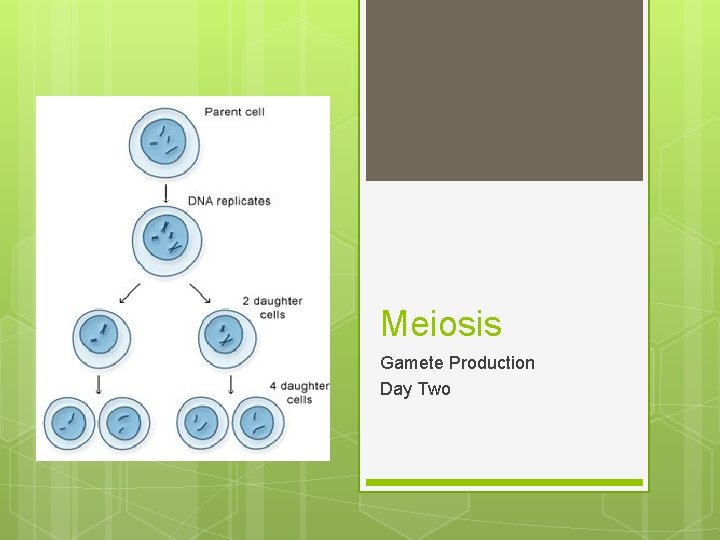 Meiosis Gamete Production Day Two Meiosis Gamete Production Day Two