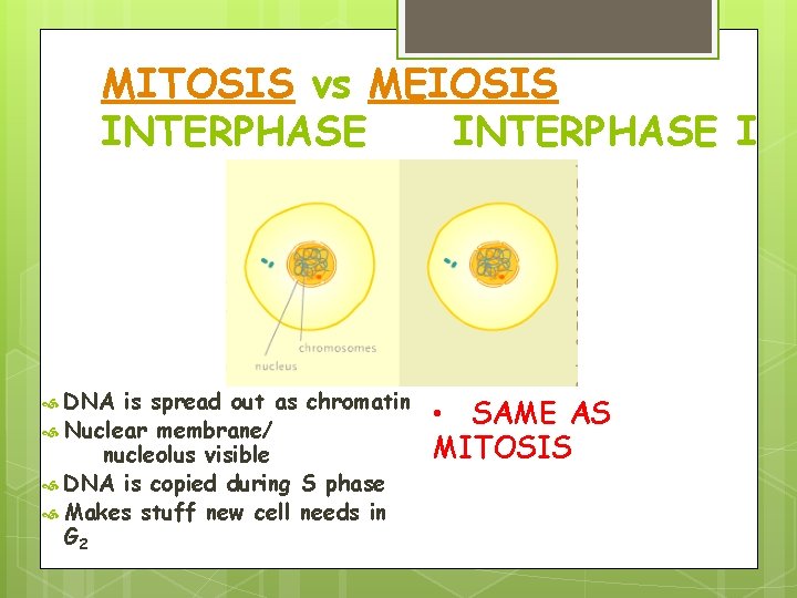 MITOSIS vs MEIOSIS INTERPHASE I DNA is spread out as chromatin Nuclear membrane/ nucleolus MITOSIS vs MEIOSIS INTERPHASE I DNA is spread out as chromatin Nuclear membrane/ nucleolus