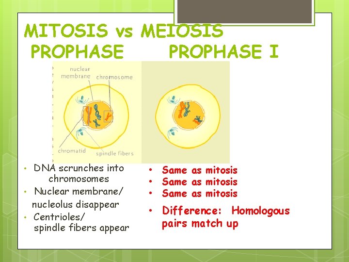 MITOSIS vs MEIOSIS PROPHASE I • • • DNA scrunches into chromosomes Nuclear membrane/ MITOSIS vs MEIOSIS PROPHASE I • • • DNA scrunches into chromosomes Nuclear membrane/