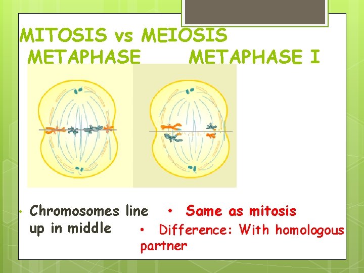 MITOSIS vs MEIOSIS METAPHASE I • Chromosomes line • Same as mitosis up in MITOSIS vs MEIOSIS METAPHASE I • Chromosomes line • Same as mitosis up in