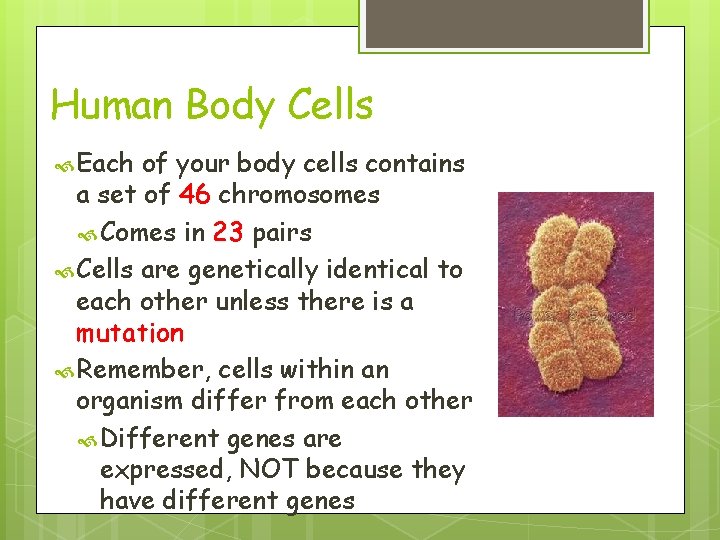 Human Body Cells Each of your body cells contains a set of 46 chromosomes Human Body Cells Each of your body cells contains a set of 46 chromosomes