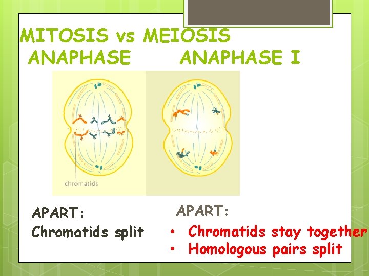 MITOSIS vs MEIOSIS ANAPHASE I APART: Chromatids split APART: • Chromatids stay together • MITOSIS vs MEIOSIS ANAPHASE I APART: Chromatids split APART: • Chromatids stay together •