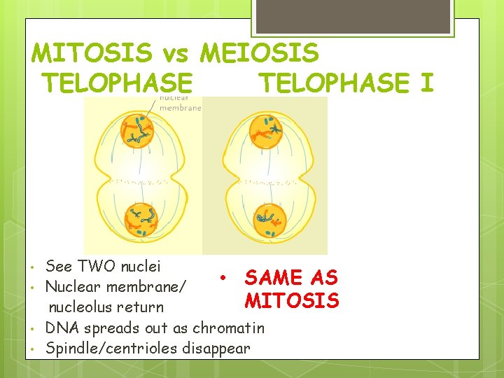 MITOSIS vs MEIOSIS TELOPHASE I • • See TWO nuclei • SAME AS Nuclear MITOSIS vs MEIOSIS TELOPHASE I • • See TWO nuclei • SAME AS Nuclear