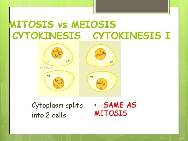 MITOSIS vs MEIOSIS CYTOKINESIS I Cytoplasm splits into 2 cells • SAME AS MITOSIS MITOSIS vs MEIOSIS CYTOKINESIS I Cytoplasm splits into 2 cells • SAME AS MITOSIS