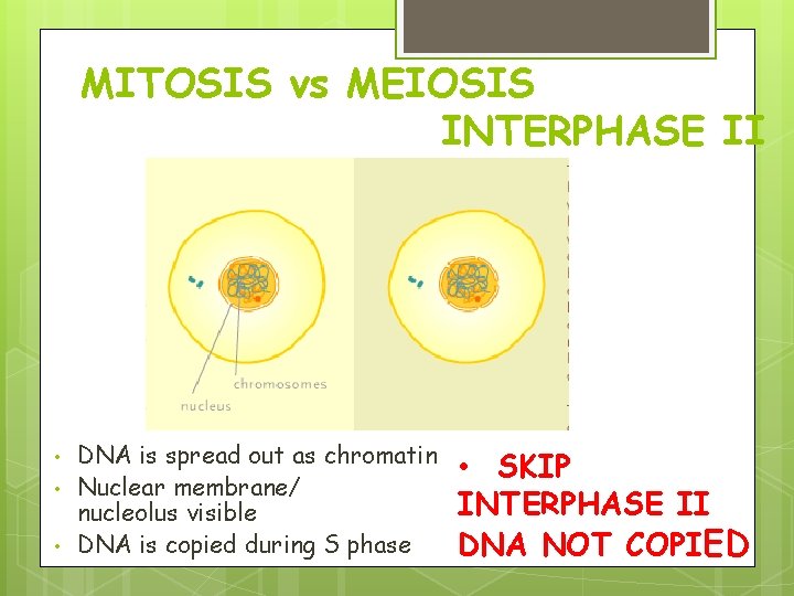 MITOSIS vs MEIOSIS INTERPHASE II • • • DNA is spread out as chromatin MITOSIS vs MEIOSIS INTERPHASE II • • • DNA is spread out as chromatin