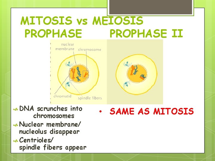MITOSIS vs MEIOSIS PROPHASE II DNA scrunches into chromosomes Nuclear membrane/ nucleolus disappear Centrioles/ MITOSIS vs MEIOSIS PROPHASE II DNA scrunches into chromosomes Nuclear membrane/ nucleolus disappear Centrioles/