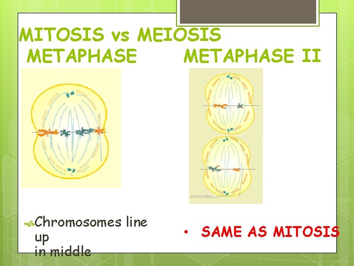 MITOSIS vs MEIOSIS METAPHASE II Chromosomes up in middle line • SAME AS MITOSIS MITOSIS vs MEIOSIS METAPHASE II Chromosomes up in middle line • SAME AS MITOSIS