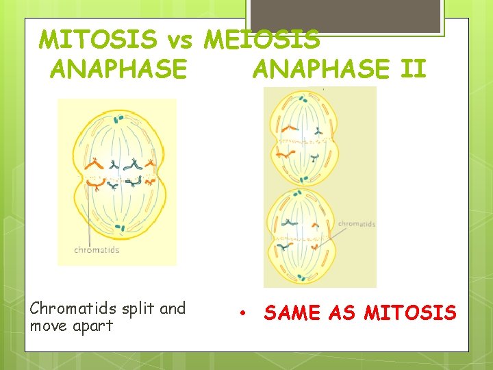 MITOSIS vs MEIOSIS ANAPHASE II Chromatids split and move apart • SAME AS MITOSIS MITOSIS vs MEIOSIS ANAPHASE II Chromatids split and move apart • SAME AS MITOSIS