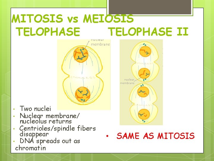 MITOSIS vs MEIOSIS TELOPHASE II Two nuclei Nuclear membrane/ nucleolus returns • Centrioles/spindle fibers MITOSIS vs MEIOSIS TELOPHASE II Two nuclei Nuclear membrane/ nucleolus returns • Centrioles/spindle fibers