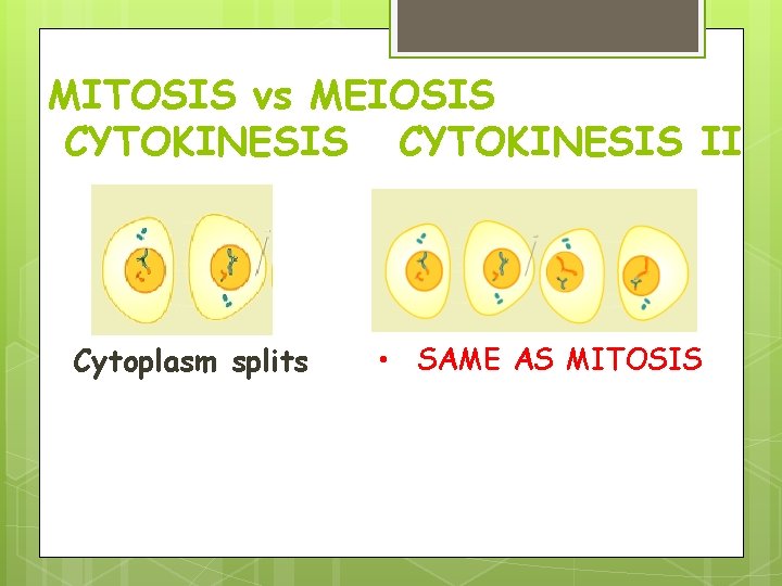 MITOSIS vs MEIOSIS CYTOKINESIS II Cytoplasm splits • SAME AS MITOSIS MITOSIS vs MEIOSIS CYTOKINESIS II Cytoplasm splits • SAME AS MITOSIS