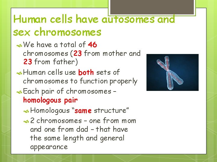 Human cells have autosomes and sex chromosomes We have a total of 46 chromosomes Human cells have autosomes and sex chromosomes We have a total of 46 chromosomes