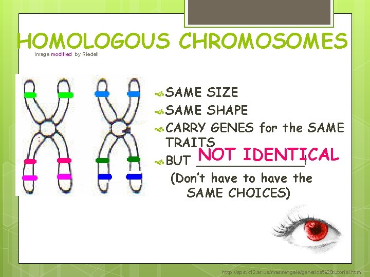 HOMOLOGOUS CHROMOSOMES Image modified by Riedell SAME SIZE SAME SHAPE CARRY GENES for the HOMOLOGOUS CHROMOSOMES Image modified by Riedell SAME SIZE SAME SHAPE CARRY GENES for the