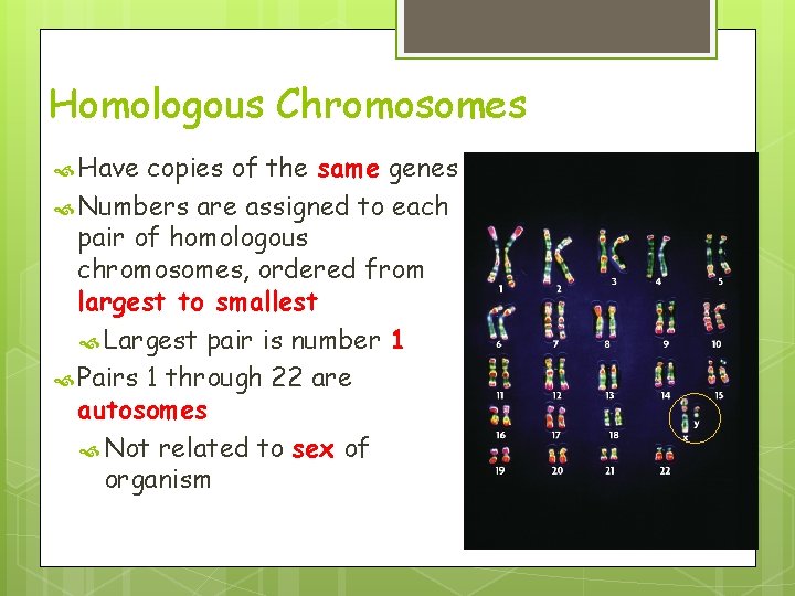 Homologous Chromosomes Have copies of the same genes Numbers are assigned to each pair Homologous Chromosomes Have copies of the same genes Numbers are assigned to each pair
