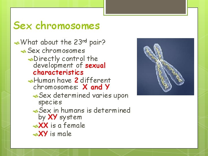 Sex chromosomes What about the 23 rd pair? Sex chromosomes Directly control the development Sex chromosomes What about the 23 rd pair? Sex chromosomes Directly control the development