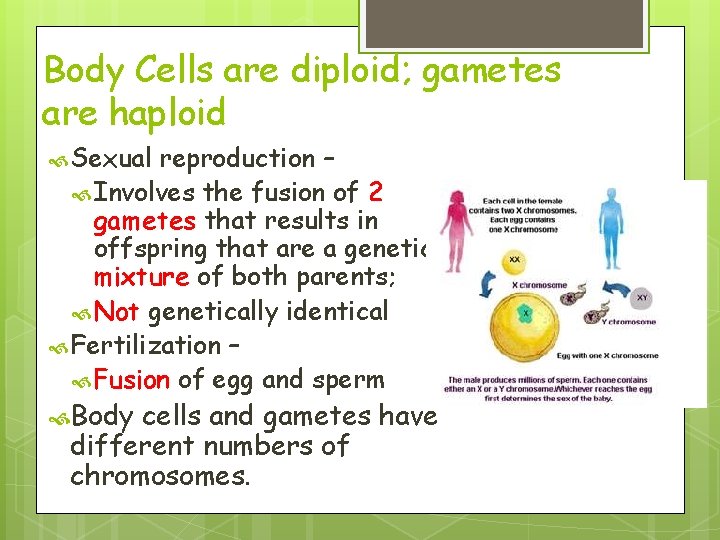 Body Cells are diploid; gametes are haploid Sexual reproduction – Involves the fusion of Body Cells are diploid; gametes are haploid Sexual reproduction – Involves the fusion of
