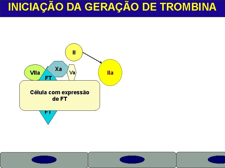 INICIAÇÃO DA GERAÇÃO DE TROMBINA II VIIa Xa X FT Va Célula com expressão