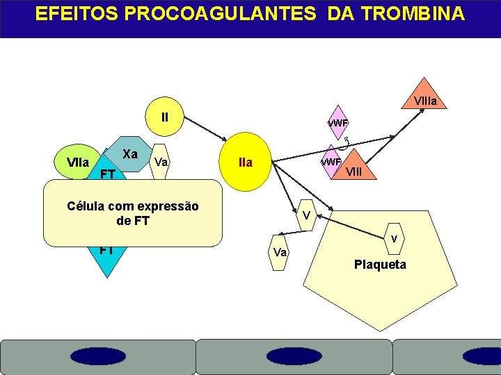 EFEITOS PROCOAGULANTES DA TROMBINA VIIIa II VIIa Xa X FT Va v. WF IIa