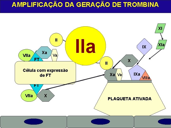 AMPLIFICAÇÃO DA GERAÇÃO DE TROMBINA XI II VIIa Xa X FT Va IIa IX