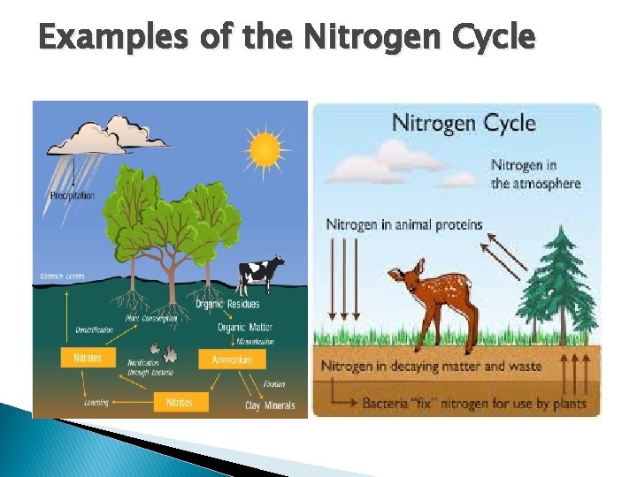 Examples of the Nitrogen Cycle 